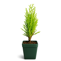 Italian Cypress ‘Tiny Tower’ – Evergreen Bonsai Starter Tree