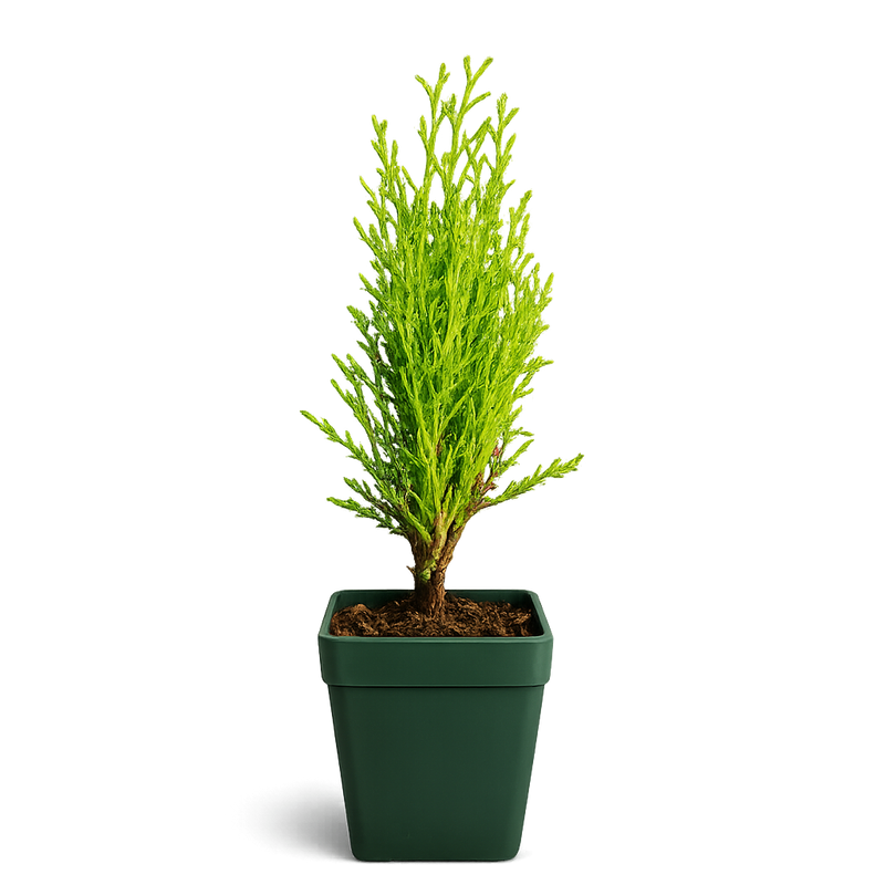 Italian Cypress Tree Starter Plant - 2 inch Pot Outdoor Bonsai Gift