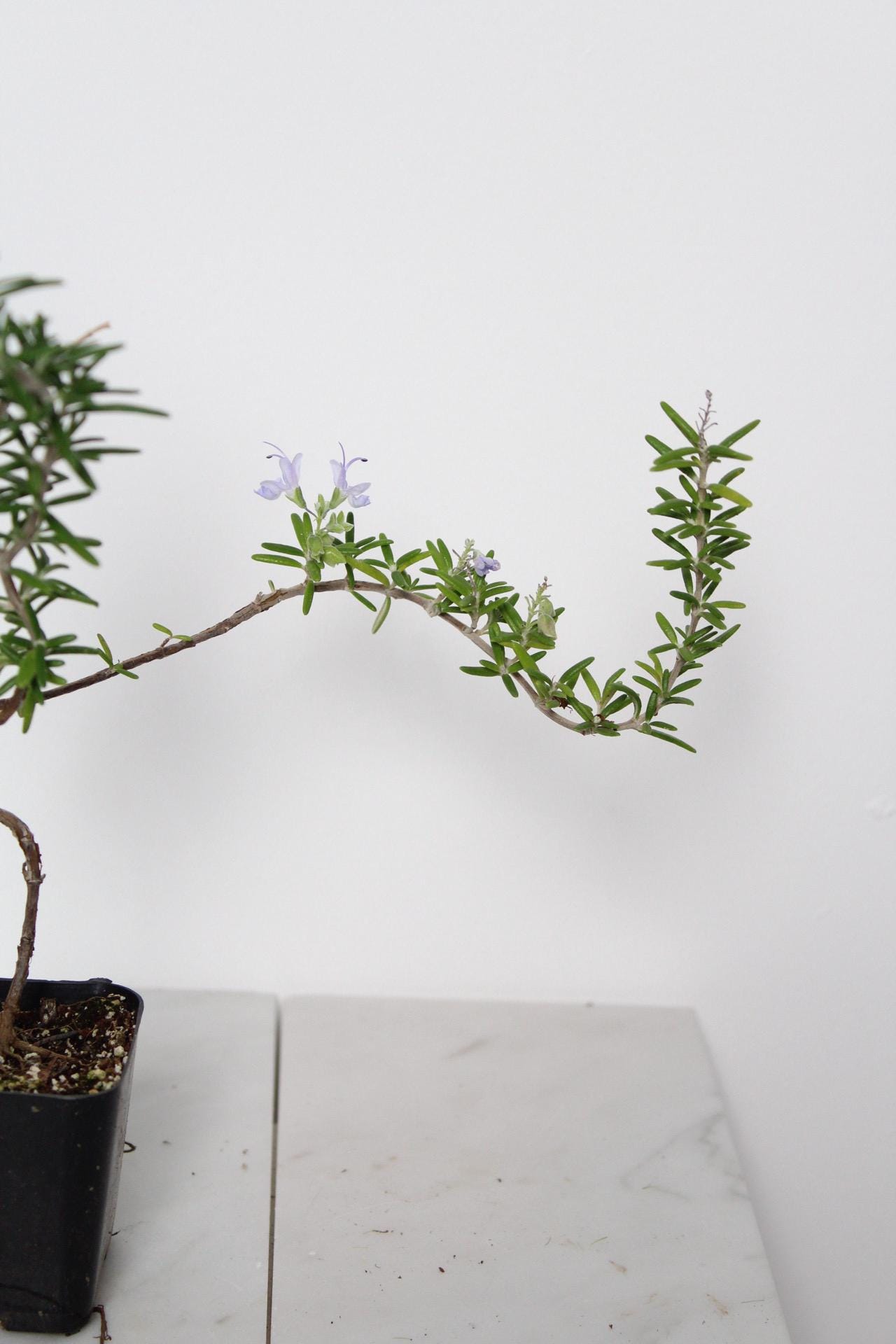 Indoor Herb Garden Rosemary Bonsai Collection Black Decorative Pot Small Kitchen Plant Cascading Growth Pattern Window Display Accent Fresh Culinary Herb Growing Collection Balcony Decor Essential Beautiful Green Foliage Home Garden Gift