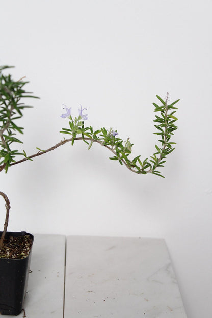 Indoor Herb Garden Rosemary Bonsai Collection Black Decorative Pot Small Kitchen Plant Cascading Growth Pattern Window Display Accent Fresh Culinary Herb Growing Collection Balcony Decor Essential Beautiful Green Foliage Home Garden Gift