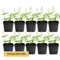 Large Pink Jasmine Vine - Fragrant Jasminum Polyanthum Starter Plant
