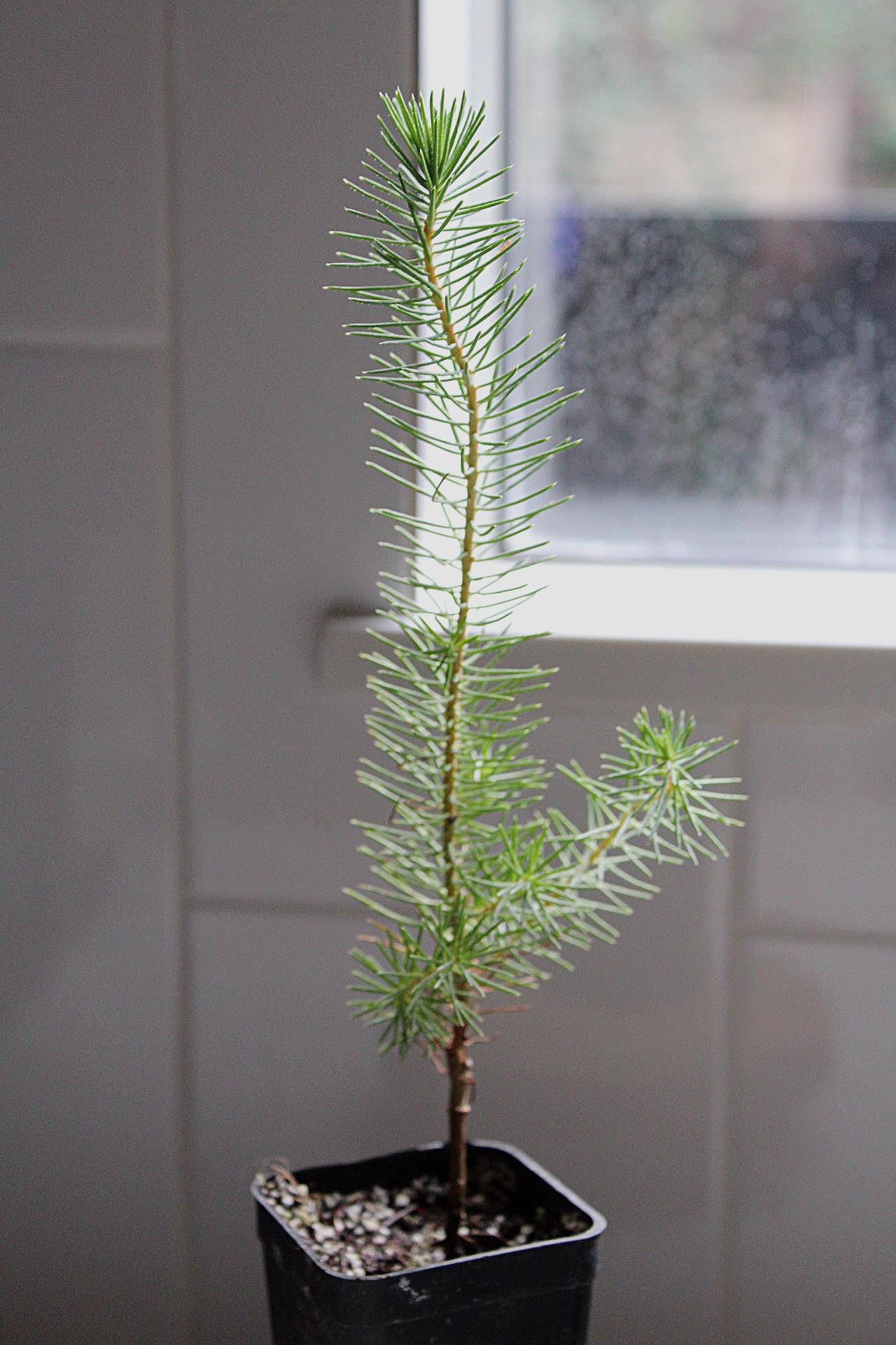 Bonsai Tree Starter Miniature Tree Starter Bonsai Training Tree Easy Care Bonsai Desk Plant Decor Office Plant Decor Windowsill Bonsai Natural Home Decor Meditation Plant Zen Gift