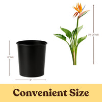 Bird of Paradise (Strelitzia Reginae) – Tropical Houseplant (1 Gallon)