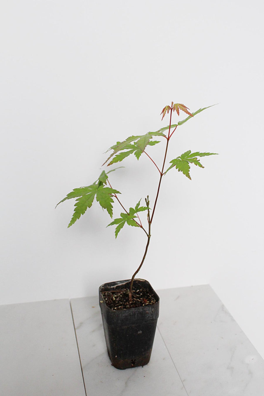Bonsai Tree Starter Plant Red Japanese Maple Sapling Live Plant Gift Tree Beginner Plant Hobby Acer Palmatum Outdoor Zen Garden Plant Gift