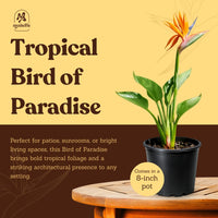 Bird of Paradise (Strelitzia Reginae) – Tropical Houseplant (1 Gallon)