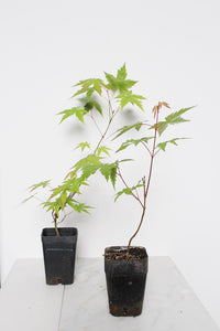 Bonsai Tree Starter Plant Red Japanese Maple Sapling Live Plant Gift Tree Beginner Plant Hobby Acer Palmatum Outdoor Zen Garden Plant Gift