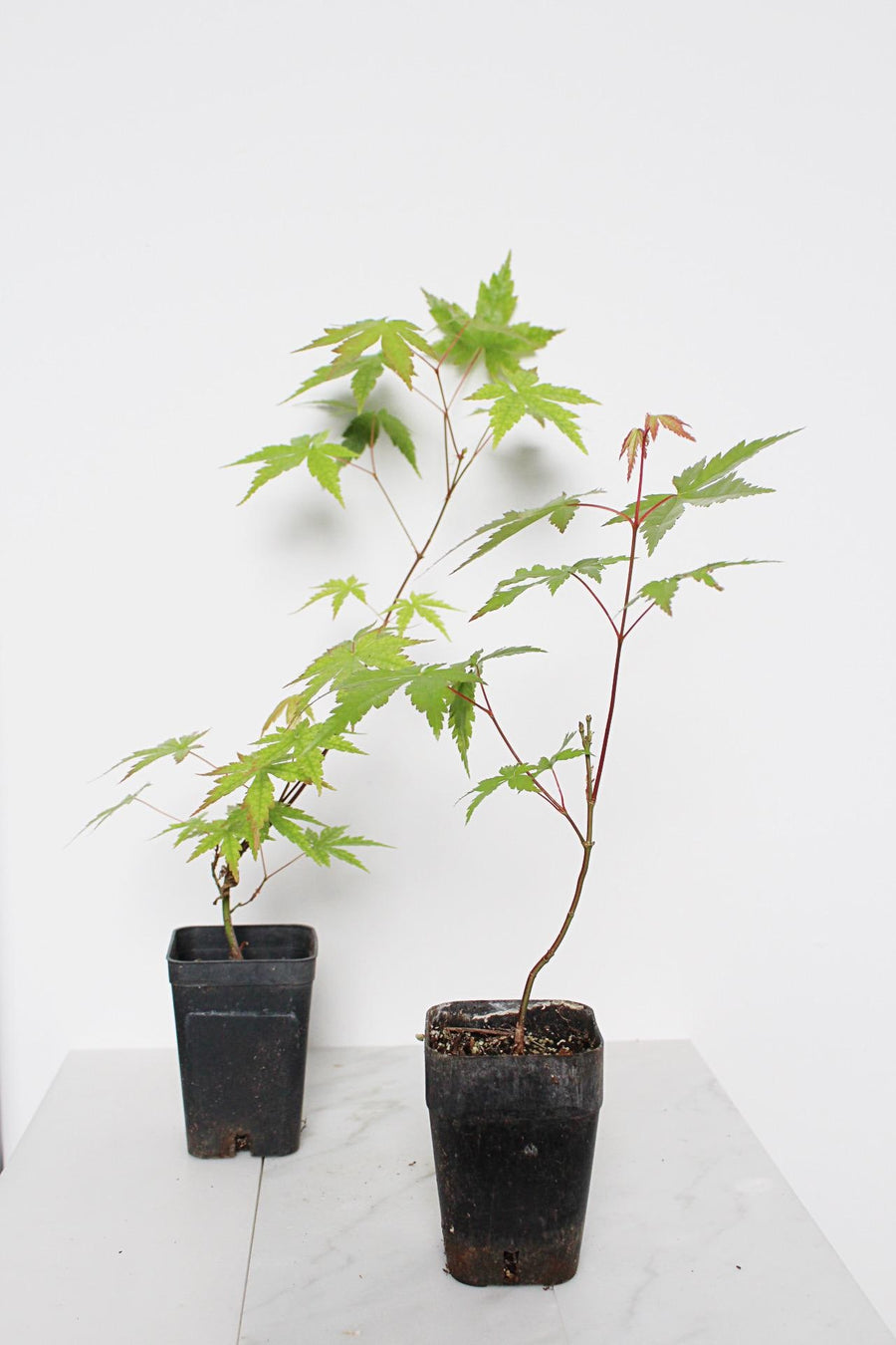 Bonsai Tree Starter Plant Red Japanese Maple Sapling Live Plant Gift Tree Beginner Plant Hobby Acer Palmatum Outdoor Zen Garden Plant Gift