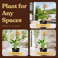 Bird of Paradise (Strelitzia Reginae) – Tropical Houseplant (1 Gallon)