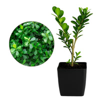 Japanese Boxwood – Evergreen Bonsai Starter Shrub