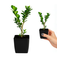 Japanese Boxwood – Evergreen Bonsai Starter Shrub