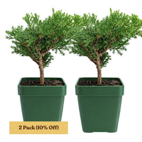 Green Mound Juniper Bonsai – Mini Outdoor Zen Tree