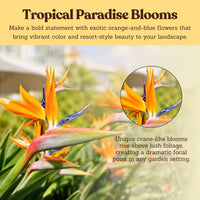 Bird of Paradise (Strelitzia Reginae) – Tropical Houseplant (1 Gallon)