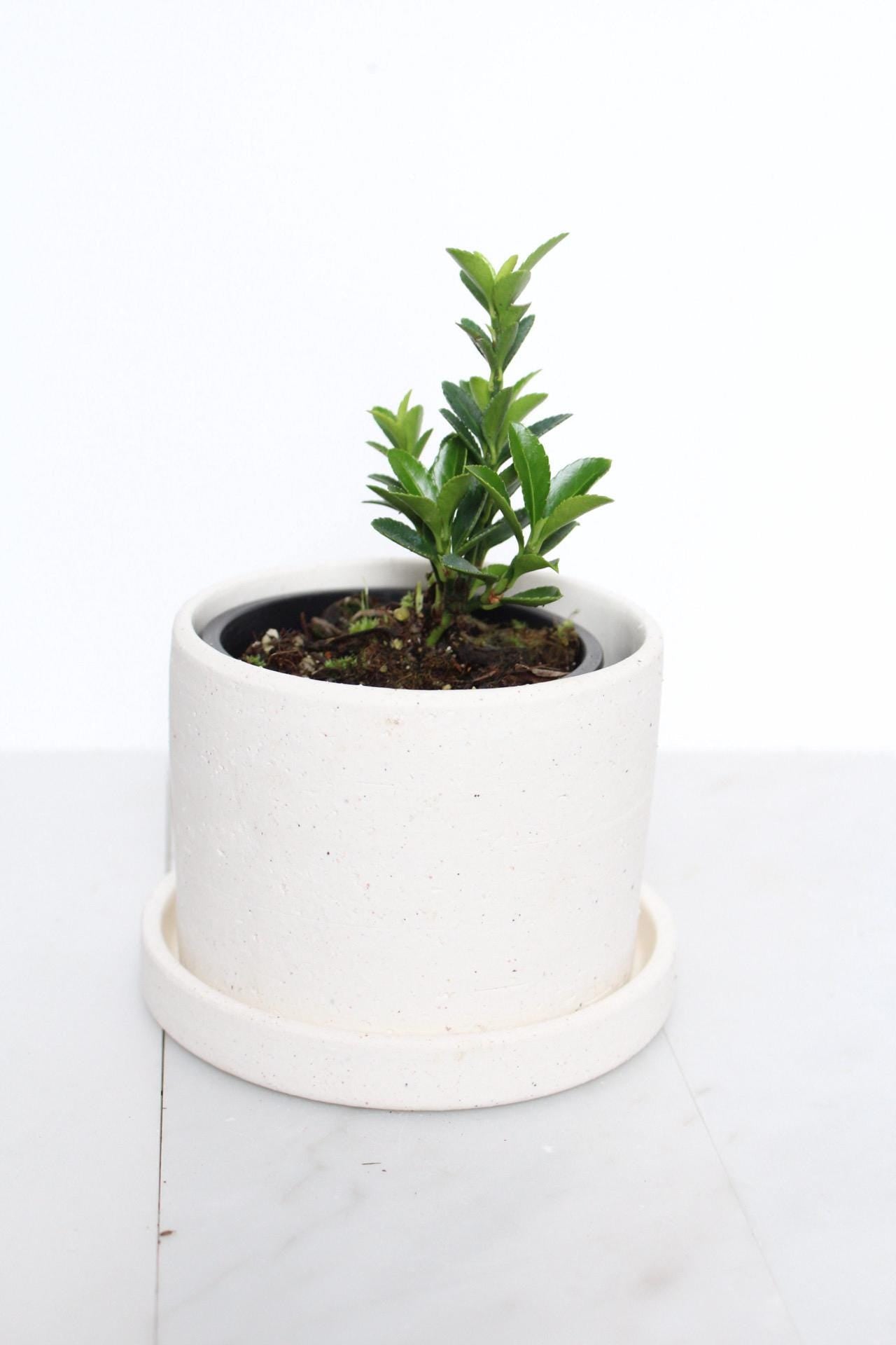 Oriental Beauty Plant Compact Bonsai Starter Kit Perfect Gift Idea Beginner Friendly Growing Set Indoor Garden Collection Easy Care Guide Complete Package Home Decor Accent Beautiful Living Present New Plant Parent Essential Growing in white pot