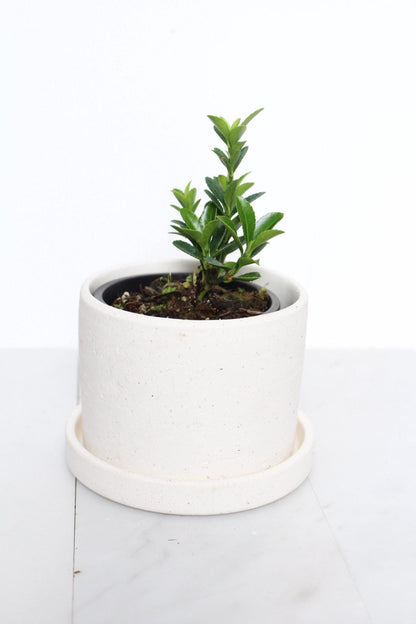 Oriental Beauty Plant Compact Bonsai Starter Kit Perfect Gift Idea Beginner Friendly Growing Set Indoor Garden Collection Easy Care Guide Complete Package Home Decor Accent Beautiful Living Present New Plant Parent Essential Growing in white pot