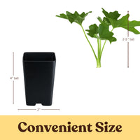 Mini Philodendron Selloum Hope - Live Starter Plant for Indoor