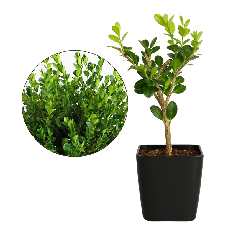 Winter Gem Boxwood – Evergreen Bonsai Starter Shrub