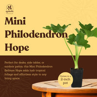 Mini Philodendron Selloum Hope - Live Starter Plant for Indoor