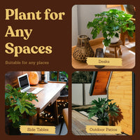 Mini Philodendron Selloum Hope - Live Starter Plant for Indoor