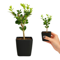 Winter Gem Boxwood – Evergreen Bonsai Starter Shrub