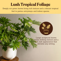 Mini Philodendron Selloum Hope - Live Starter Plant for Indoor