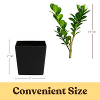 Japanese Boxwood – Evergreen Bonsai Starter Shrub