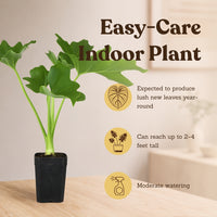 Mini Philodendron Selloum Hope - Live Starter Plant for Indoor