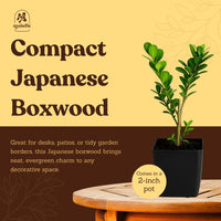 Japanese Boxwood – Evergreen Bonsai Starter Shrub