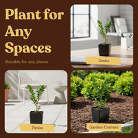 Japanese Boxwood – Evergreen Bonsai Starter Shrub