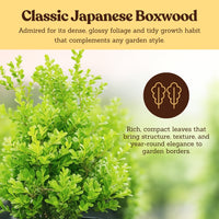 Japanese Boxwood – Evergreen Bonsai Starter Shrub