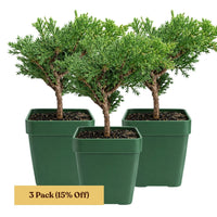Green Mound Juniper Bonsai – Mini Outdoor Zen Tree
