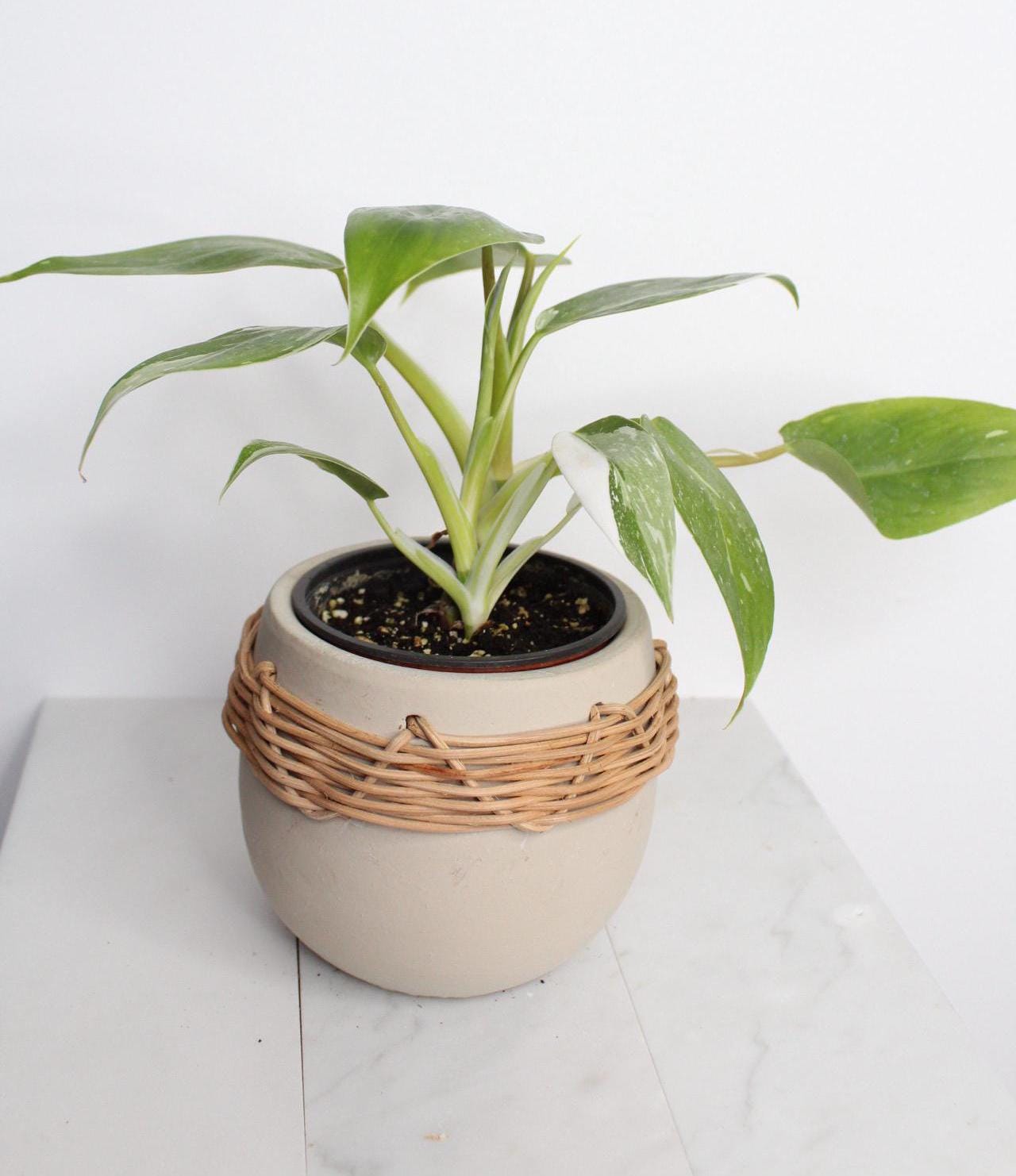 White Princess Philodendron Starter Plant Rare Variegated Specimen Pink White Leaf Pattern Tropical Indoor Beauty Four Inch Pot Rooted Plant Bundle Easy Care Instructions New Grower Friendly Home Office Decor Perfect Size Specimen Beautiful