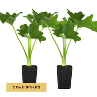 Mini Philodendron Selloum Hope - Live Starter Plant for Indoor