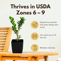 Japanese Boxwood – Evergreen Bonsai Starter Shrub