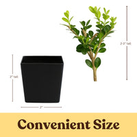 Winter Gem Boxwood – Evergreen Bonsai Starter Shrub