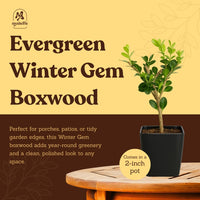 Winter Gem Boxwood – Evergreen Bonsai Starter Shrub