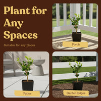 Winter Gem Boxwood – Evergreen Bonsai Starter Shrub