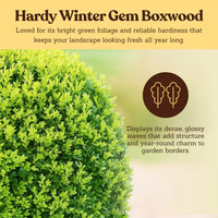 Winter Gem Boxwood – Evergreen Bonsai Starter Shrub