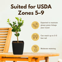 Winter Gem Boxwood – Evergreen Bonsai Starter Shrub