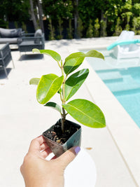 Stephanotis Floribundas Madagascar Jasmine Vine Outdoor Plant White Flower Plant Starter Lei Fragrant Flower Jasmine Houseplant Live Plant