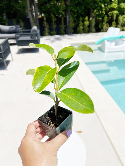 Stephanotis Floribundas Madagascar Jasmine Vine Outdoor Plant White Flower Plant Starter Lei Fragrant Flower Jasmine Houseplant Live Plant