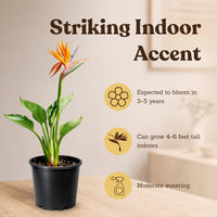 Bird of Paradise (Strelitzia Reginae) – Tropical Houseplant (1 Gallon)