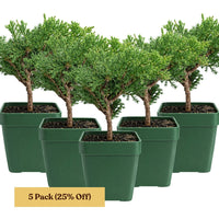 Green Mound Juniper Bonsai – Mini Outdoor Zen Tree