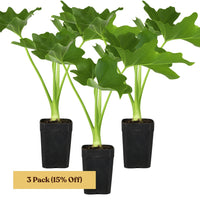 Mini Philodendron Selloum Hope - Live Starter Plant for Indoor