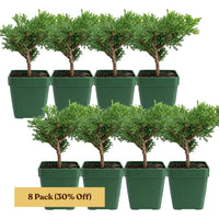 Green Mound Juniper Bonsai – Mini Outdoor Zen Tree