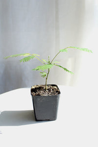 Pink Flower Persian Mimosa Silk Tree Starter Plant Albizia Julibrissin Starter Plant Shrub Pink Floral Live Plant Landscape Outdoor Garden