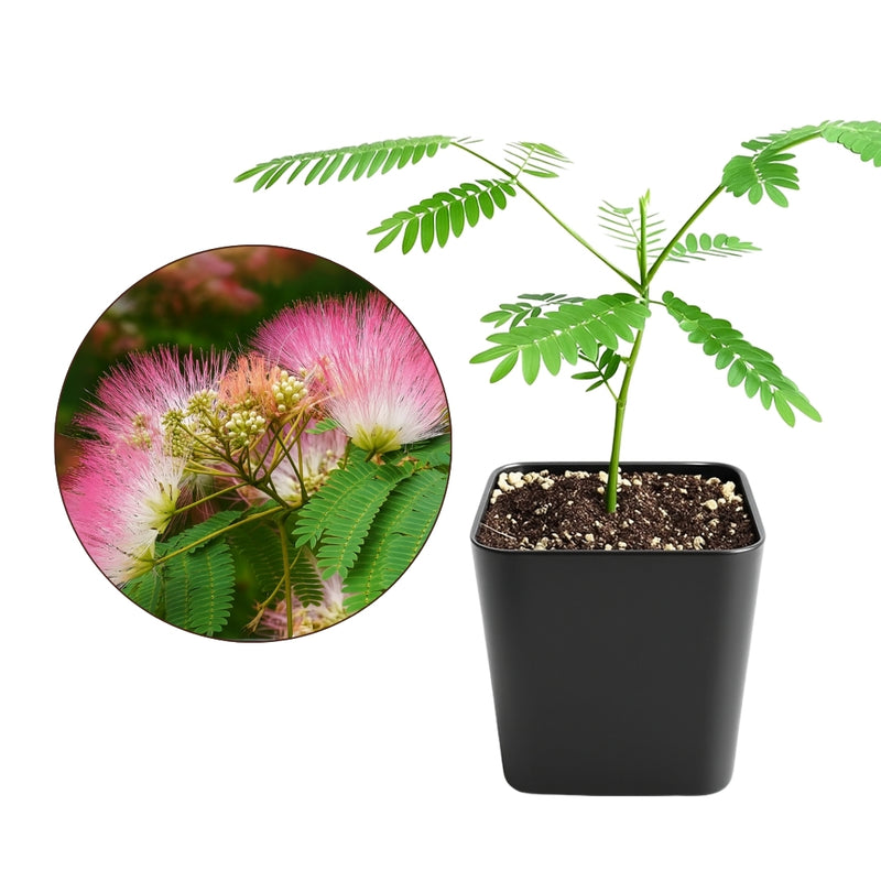 Persian Pink Mimosa – Ornamental Flowering Starter Tree