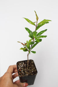 Wonderful Pomegranate – Edible Fruit Starter Plant