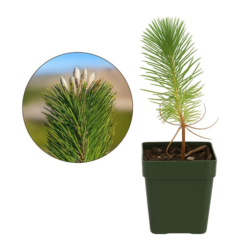 Afghan Pine – Evergreen Bonsai Starter Tree