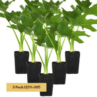 Mini Philodendron Selloum Hope - Live Starter Plant for Indoor
