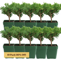 Green Mound Juniper Bonsai – Mini Outdoor Zen Tree